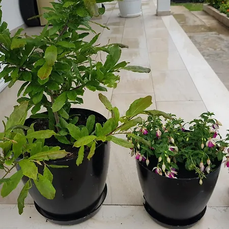 With Parking Space Viganj, Peljesac - 13241 Apartman